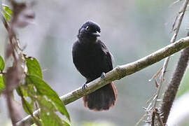 Cocha Antshrike