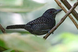 Fasciated Antshrike