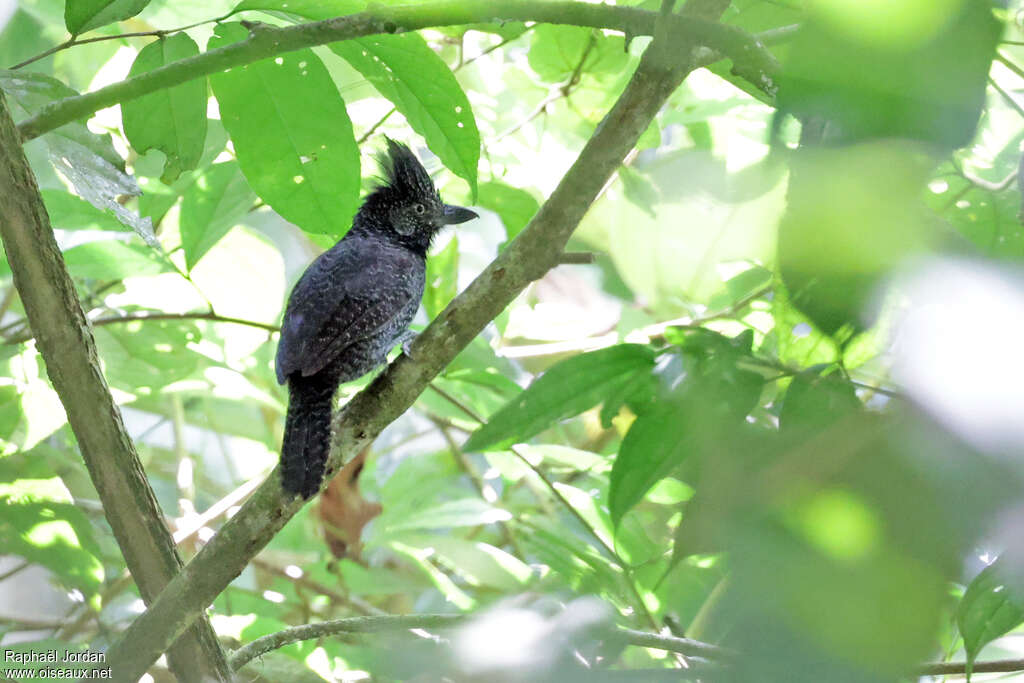 Fulvous Antshrike male adult