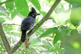 Fulvous Antshrike