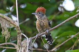 Black-crested Antshrike