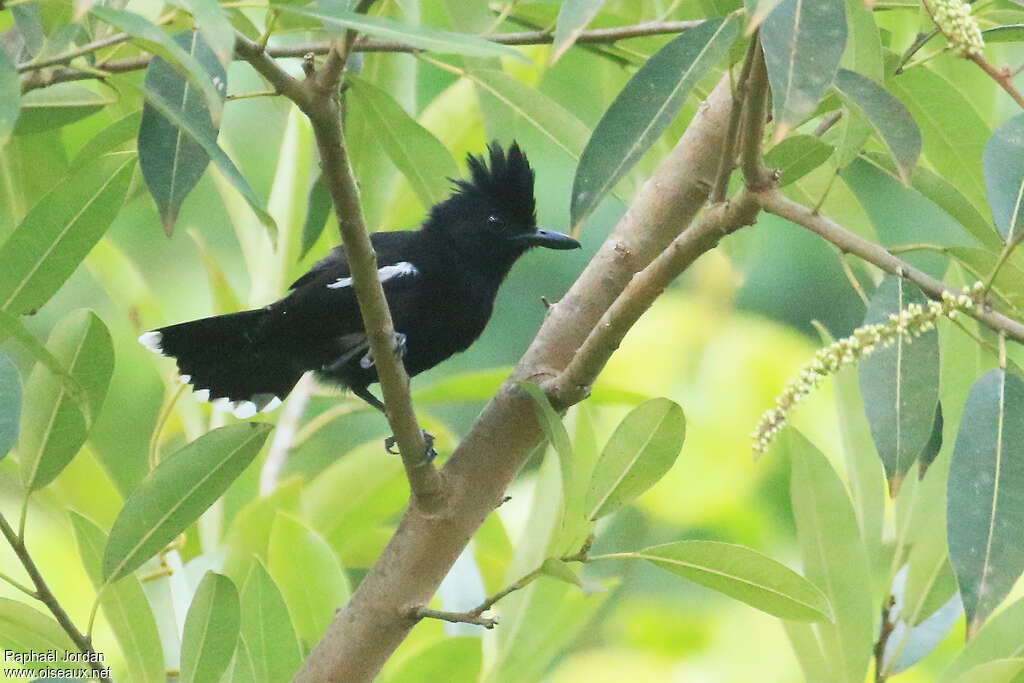 Glossy Antshrike male adult