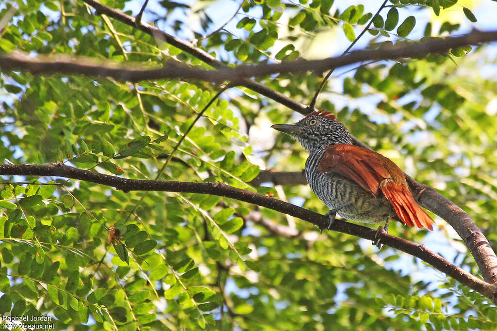 Batara mantelé femelle adulte, identification