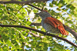 Chestnut-backed Antshrike