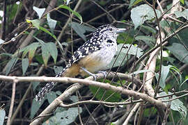 Spot-backed Antshrike