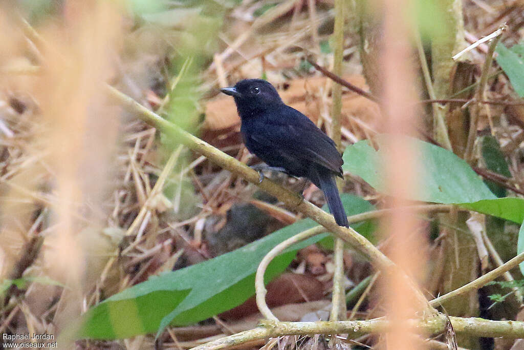 Black Antshrike male adult, identification