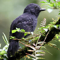 Batara occidental