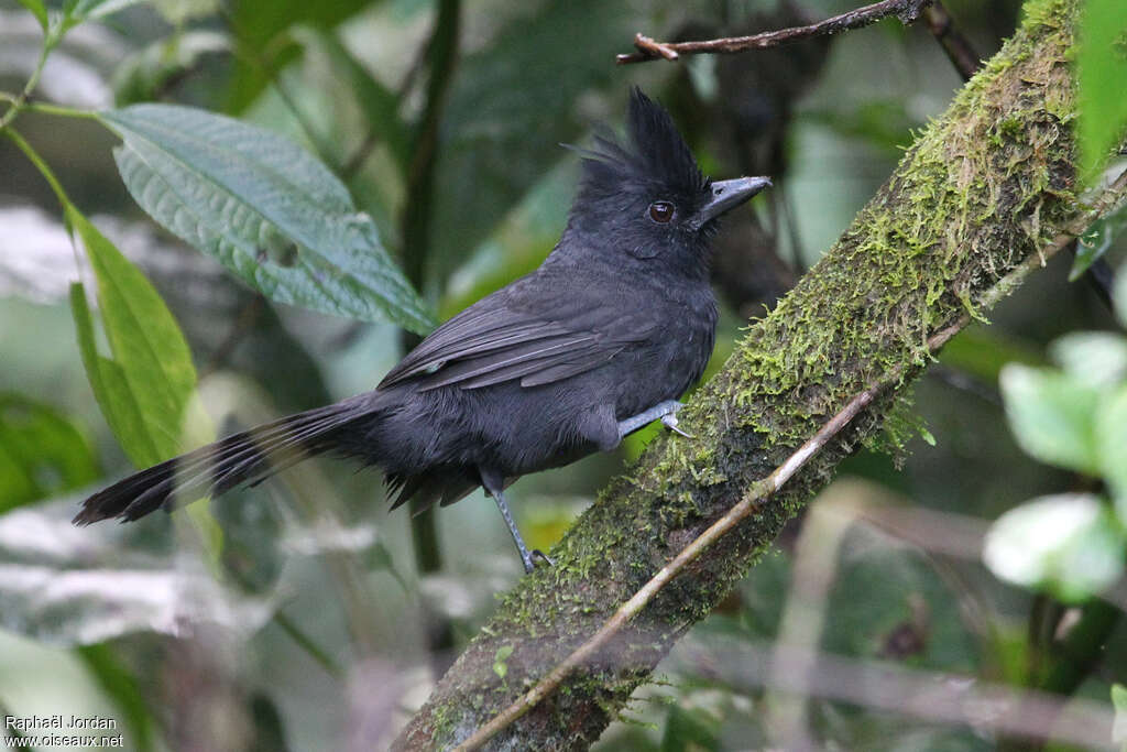 Tufted Antshrike male adult, identification