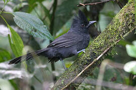 Tufted Antshrike