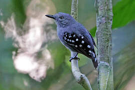 Pearly Antshrike