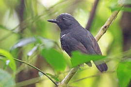 Plumbeous Antvireo