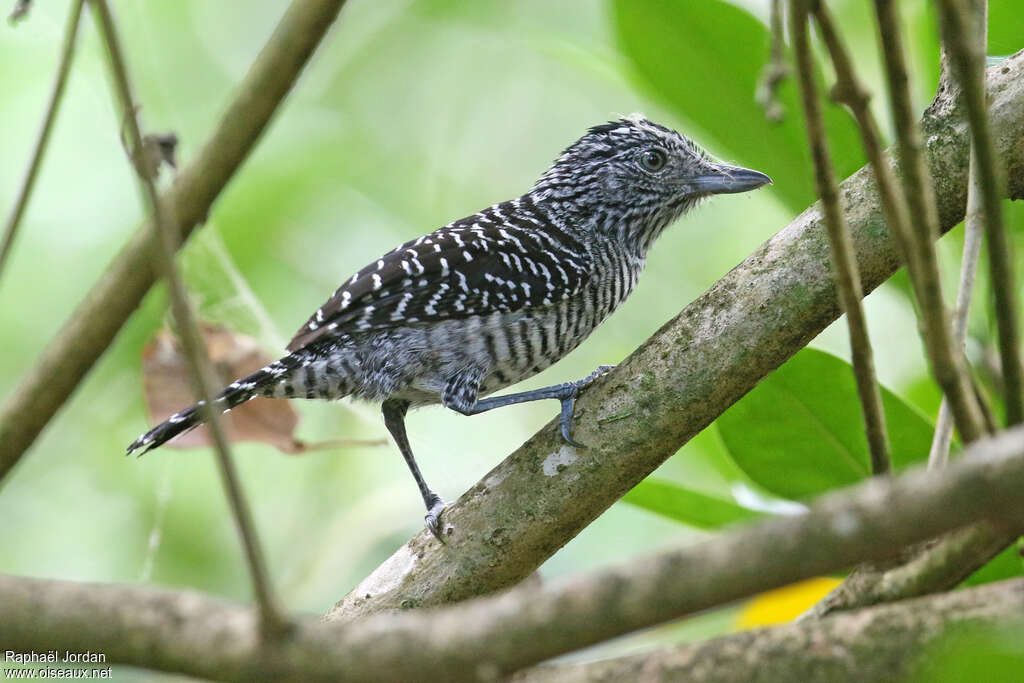 Batara rayé mâle adulte, identification