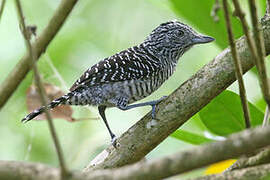 Barred Antshrike