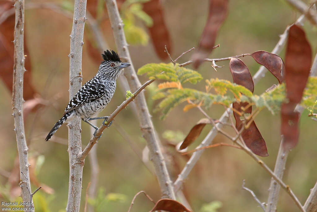 Barred Antshrike male adult, habitat, pigmentation, Behaviour