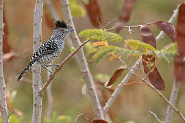 Barred Antshrike