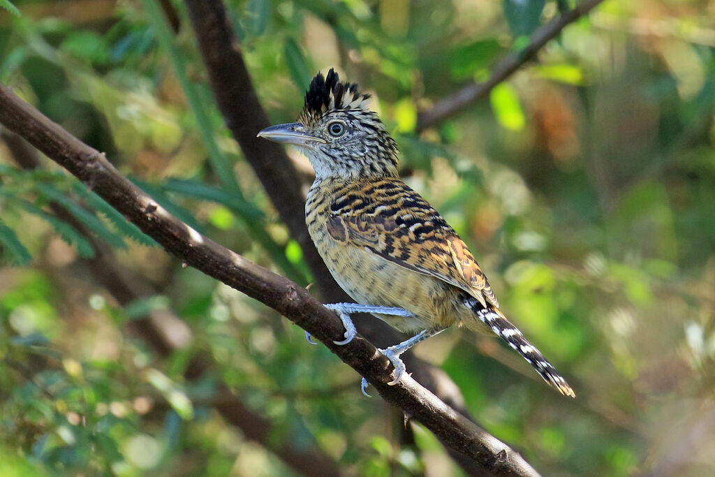 Batara rayé mâle immature