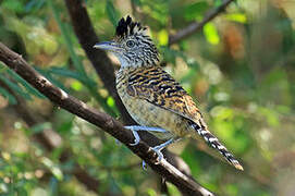 Barred Antshrike