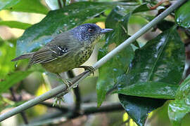 Spot-breasted Antvireo