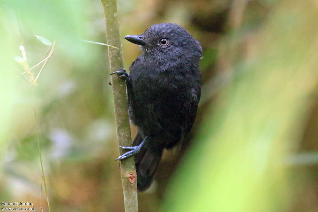 Uniform Antshrike male adult, close-up portrait