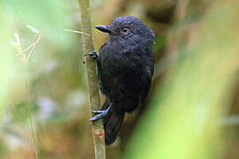Uniform Antshrike