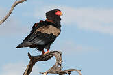 Bateleur des savanes