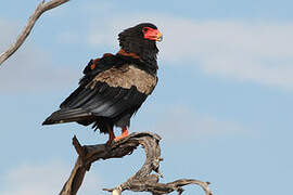 Bateleur des savanes