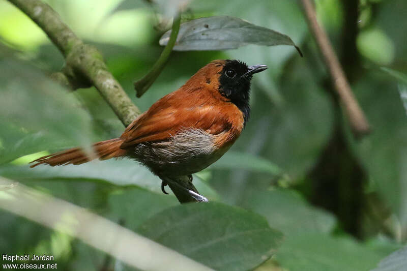 Black-faced Rufous Warbler male adult, identification