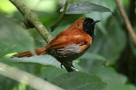 Black-faced Rufous Warbler