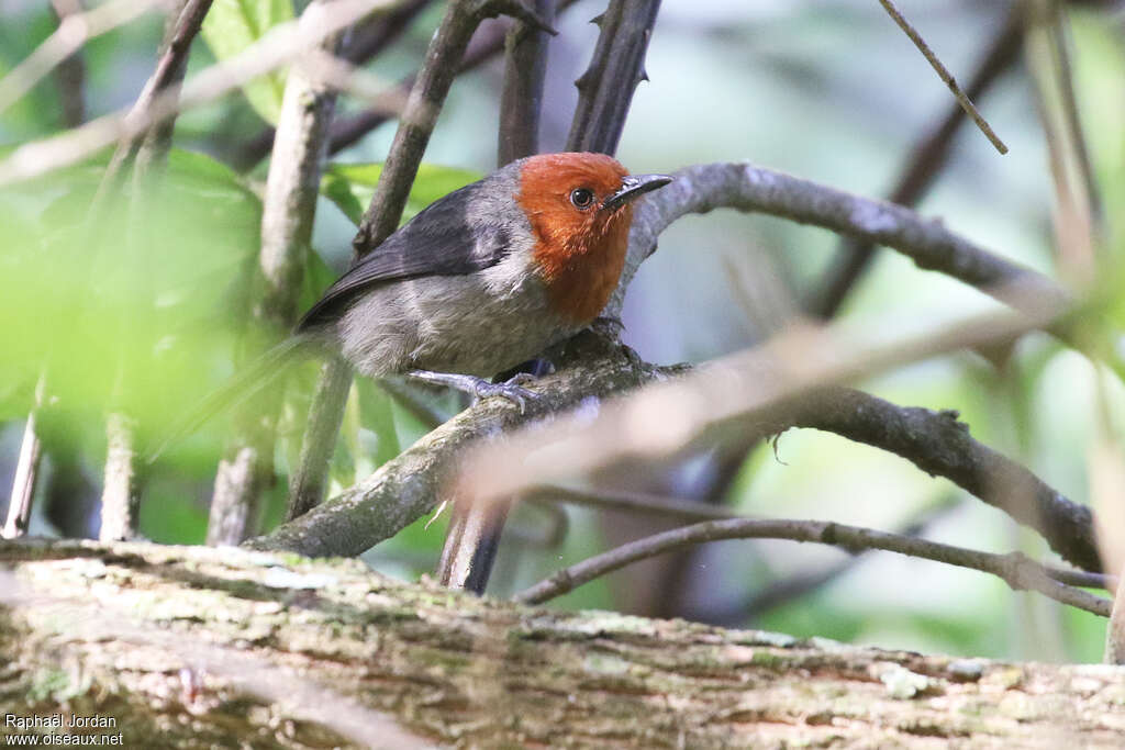 Bathmocerque des Rubehoadulte nuptial, identification