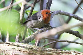 Rubeho Warbler