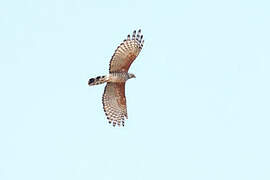 African Cuckoo-Hawk