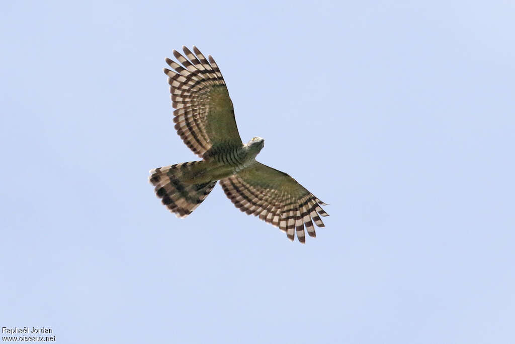 Pacific Bazaadult, Flight