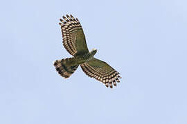 Pacific Baza