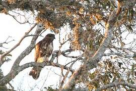 Madagascan Cuckoo-Hawk