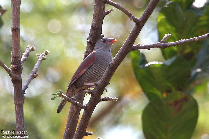 Red-billed Pytilia male adult, identification