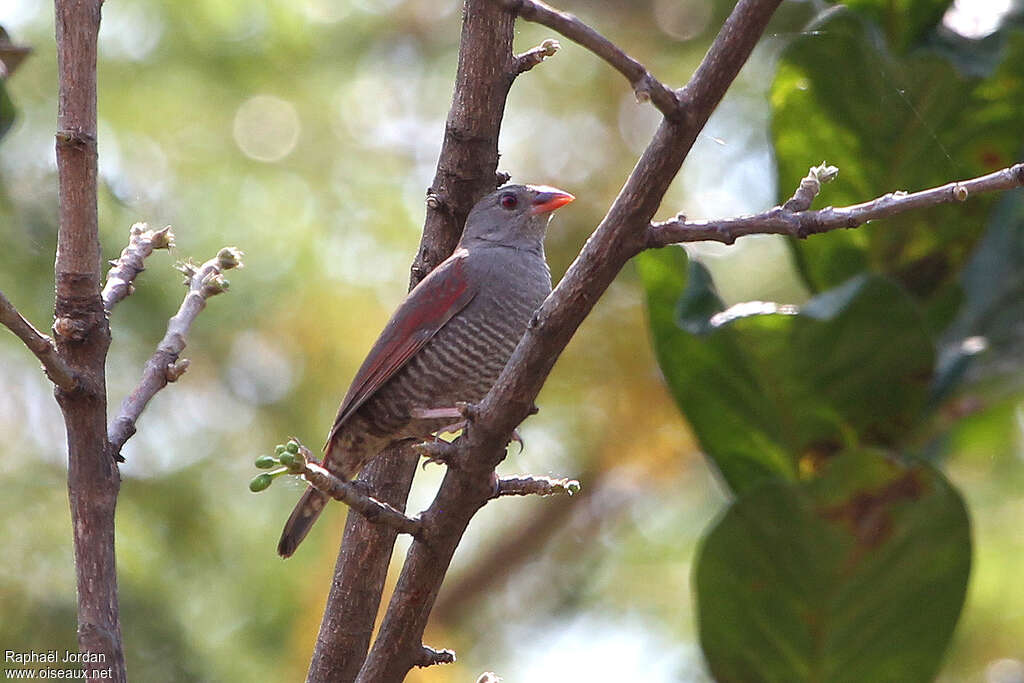 Beaumarquet à bec rouge mâle adulte, identification