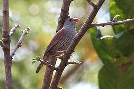 Red-billed Pytilia