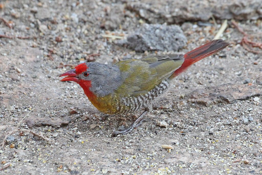 Green-winged Pytilia male adult