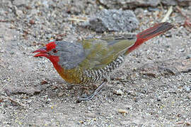 Green-winged Pytilia