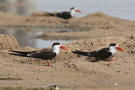 Indian Skimmer