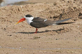 Indian Skimmer