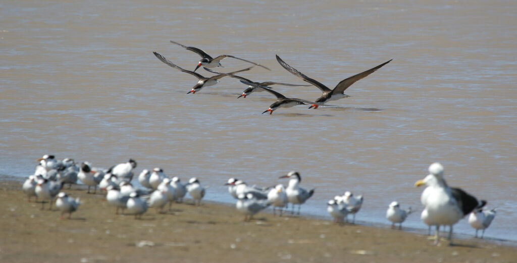 Black Skimmer