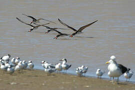 Black Skimmer