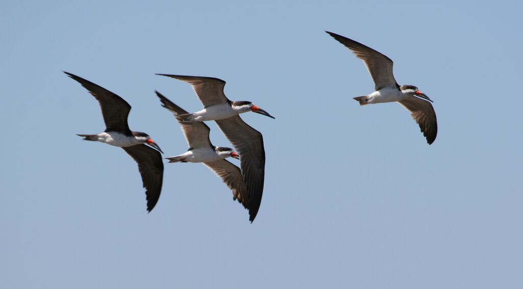 Black Skimmer