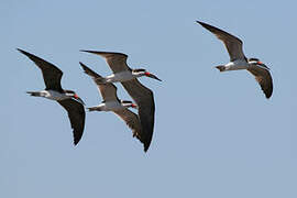 Black Skimmer