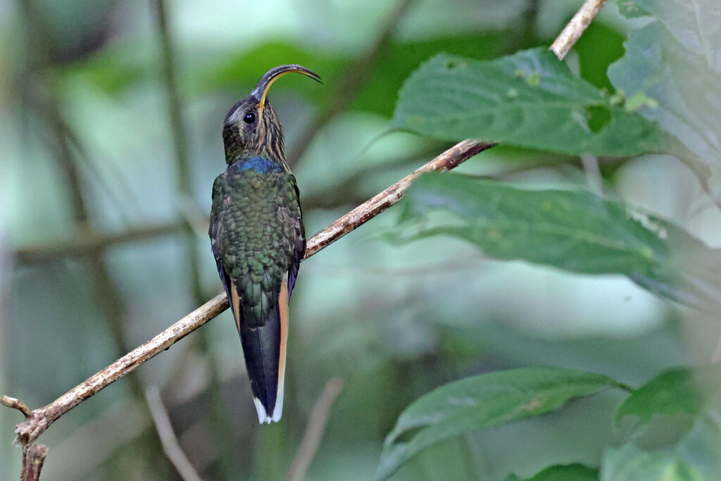 Buff-tailed Sicklebill male adult