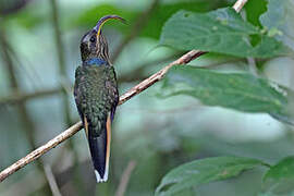 Buff-tailed Sicklebill