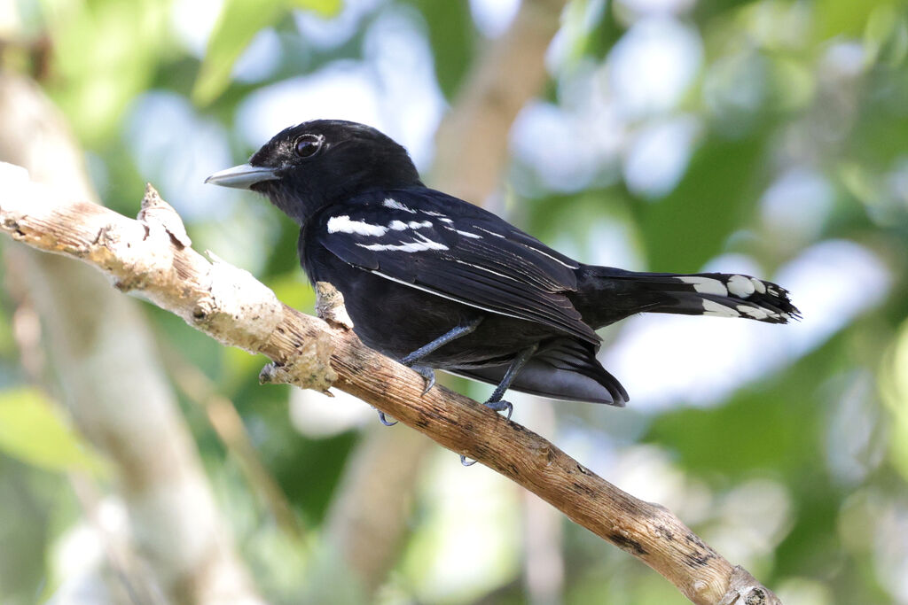 White-winged Becard male adult