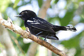 White-winged Becard