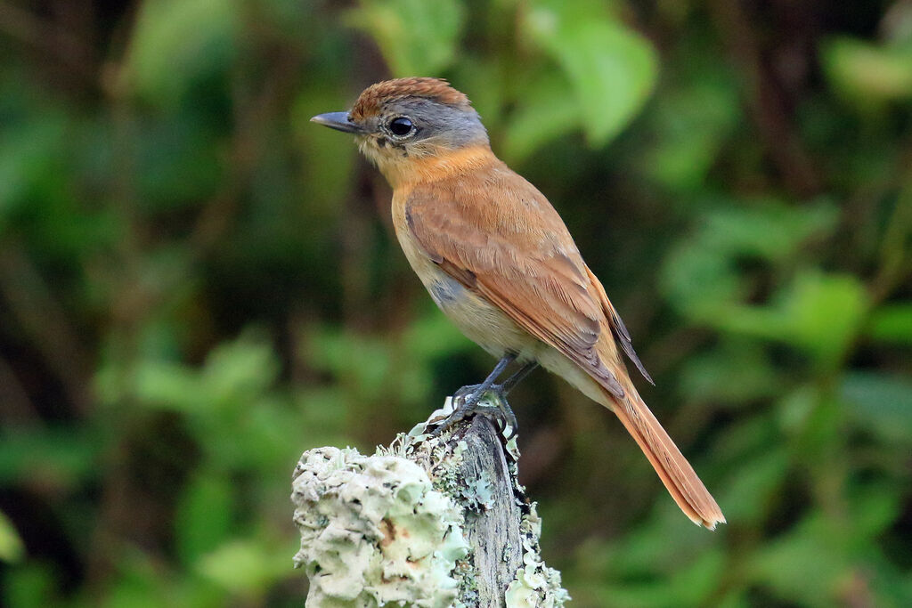 Chestnut-crowned Becard